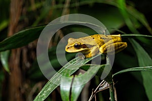 Yellow masked tree frog, also known as Smilisca phaeota photo