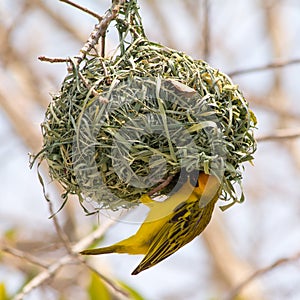 Yellow masked weaver bird building nest