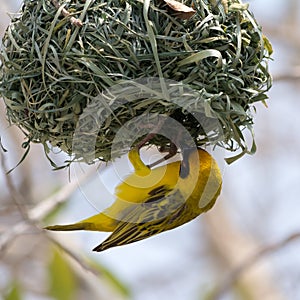 Yellow masked weaver bird building nest