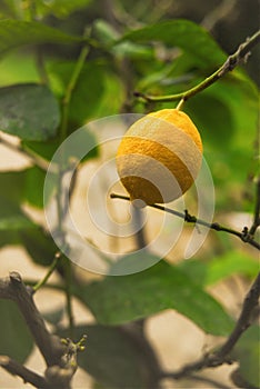 Yellow mature lemon fruit hanging on brunch