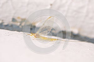 yellow mayfly