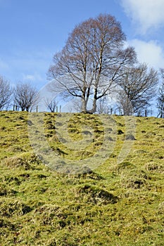 Yellow Meadow Ant Hills