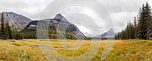 Yellow meadow beneath Citadel Mountain - Glacier National Park