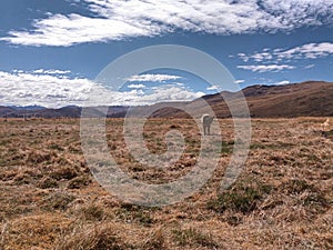 Yellow meadow and cow photo