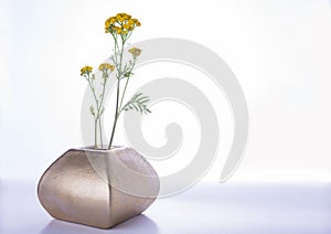 Yellow meadow flower in the vase