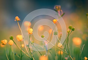 Yellow meadow flowers