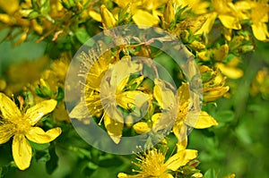 Yellow meadow flowers on a blurred green grass background, close-up