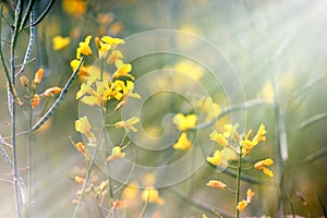 Yellow meadow flowers illuminated by sunrays