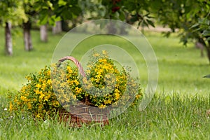 Yellow meadow flowers in a wooden basket.
