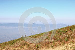 Yellow meadow landscape of Kew Mae Pan nature trail at Doi Inthanon national park , Chaing Mai , Thailand