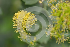 Yellow meadow rue Thalictrum sphaerostachyum close-up yellow flowers