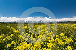 Yellow meadows at grand teton national park