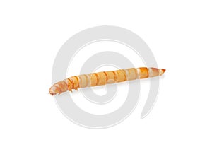 Yellow meal worm isolated