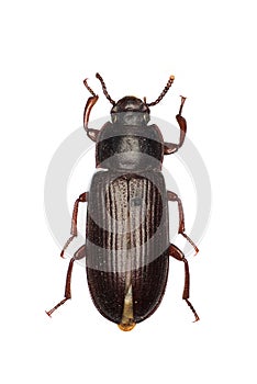 Yellow mealworm beetle, Tenebrio molitor, a species of darkling beetle
