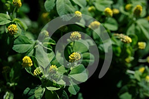 Yellow Medicago flowers with green leaves photo
