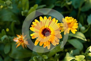 Yellow medical calendula flower close-up on a blurred background of green leaves