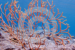 Yellow Mediterranean gorgonian coral - Eunicella cavolini