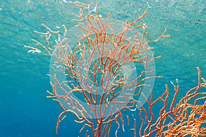 Yellow Mediterranean gorgonian coral - Eunicella cavolini