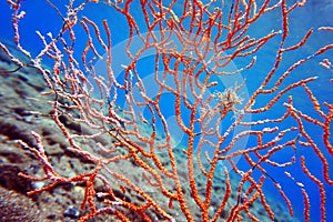 Yellow Mediterranean gorgonian coral - Eunicella cavolini