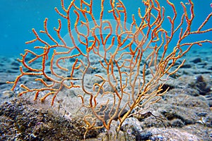 Yellow Mediterranean gorgonian coral - Eunicella cavolini