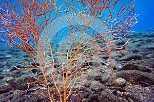 Yellow Mediterranean gorgonian coral - Eunicella cavolini