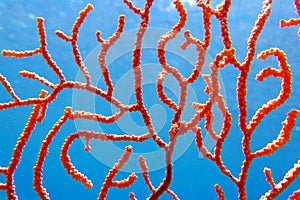 Yellow Mediterranean gorgonian coral - Eunicella cavolini