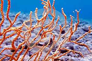 Yellow Mediterranean gorgonian coral - Eunicella cavolini