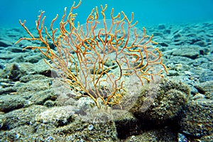 Yellow Mediterranean gorgonian coral - Eunicella cavolini