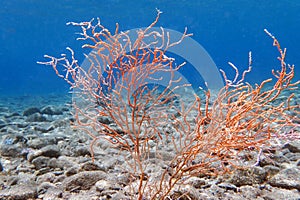 Yellow Mediterranean gorgonian coral - Eunicella cavolini