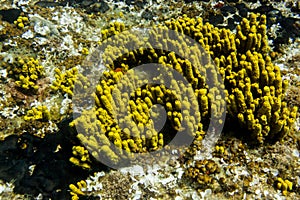 Yellow mediterranean sponge Aplysina aerophoba, underwater, landscape orientation