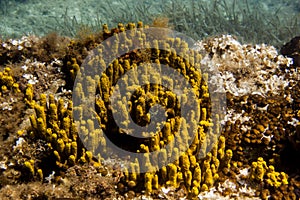 Yellow mediterranean sponge Aplysina aerophoba, underwater, landscape orientation