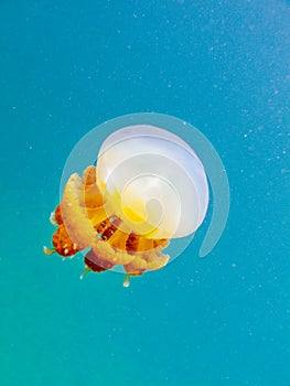 Yellow jellyfish in the clear blue sea