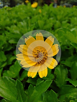 Yellow Melampodium paludosum