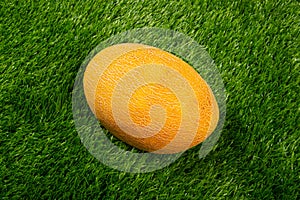 Yellow melon on green grass, summer fruit