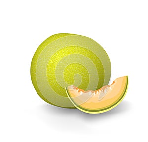 Yellow melon. Green honeydew cantaloupe fruit. Galia sweet melon slice cut. Vector graphic illustration. Isolated on white