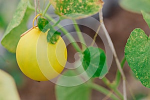 Yellow melon hanging on tree in greenhouse supported