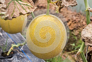 Yellow melon or japanness melons or canary melon growing in greenhouse