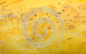 Yellow Melon Peel Texture Background