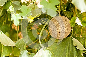 Yellow melons grow on trees growing in greenhouses in the kibbutz in Israel