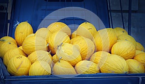 Yellow melons harvest