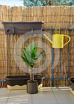 Yellow metal watering can hang on balcony railing, bamboo fence in background