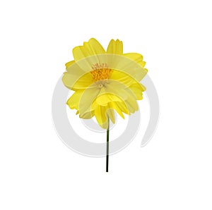 Yellow mexican aster cosmos bipinnatus flower and green stem isolated on white background ,clipping path