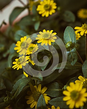 Yellow mexican creeping zinnia flower photo