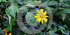 Yellow Mexican sunflower or Mexican sunflower weed