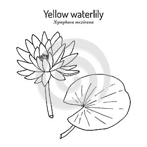 Yellow, or Mexican waterlily Nymphaea mexicana , aquatic plant