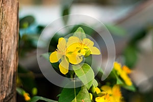 Yellow Mickey-mouse plant flower