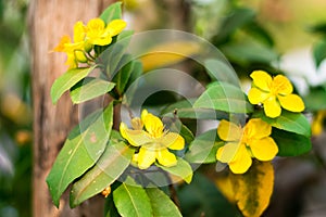 Yellow Mickey-mouse plant flower