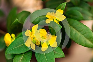 Yellow Mickey-mouse plant flower