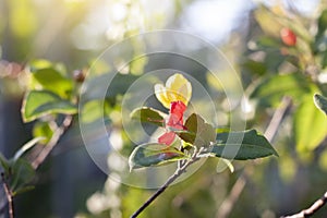 Yellow micky mouse flower on tree or ochna kirkii oliv on blur nature background.
