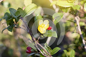 Yellow micky mouse flower on tree or ochna kirkii oliv on blur nature background.